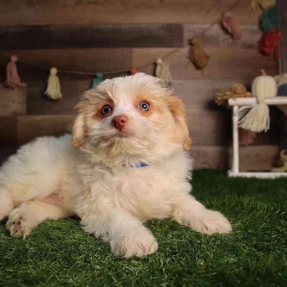 Male Pom-A-Poo Puppy for Sale in Blaine, MN