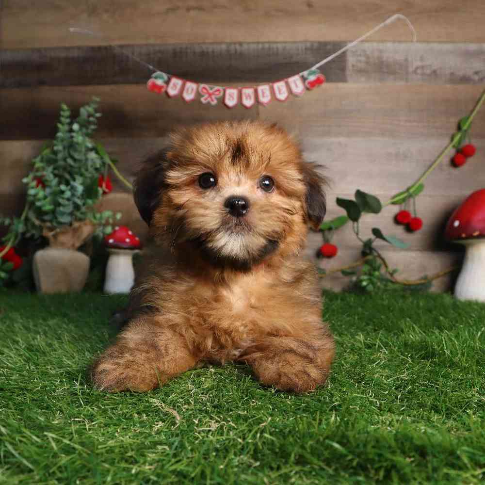 carousel pet images