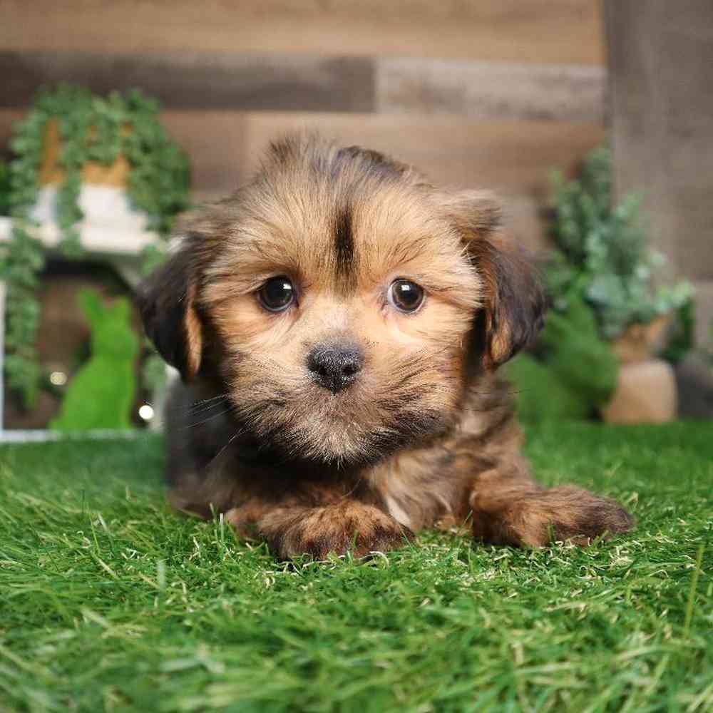 carousel pet images