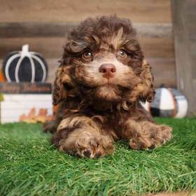 Mini Poodle