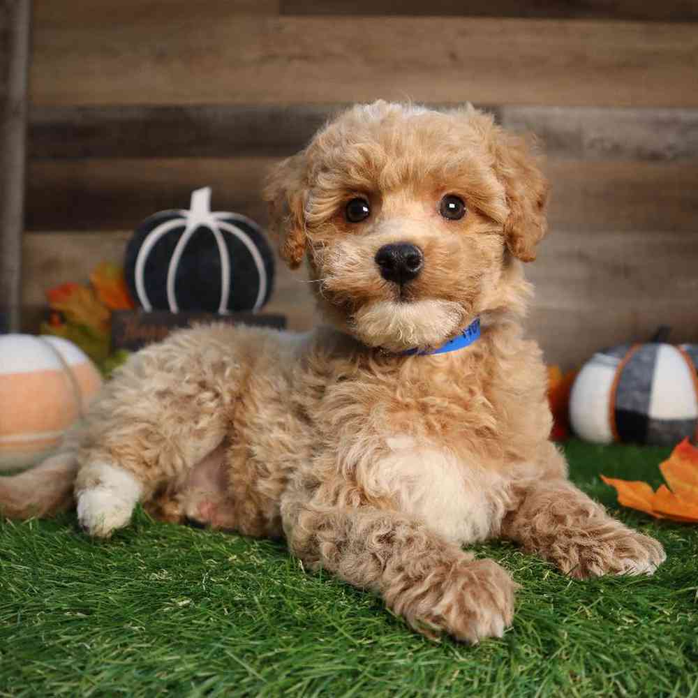 carousel pet images