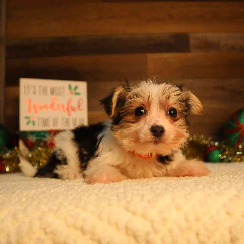 Male Morkie Puppy for Sale in Blaine, MN