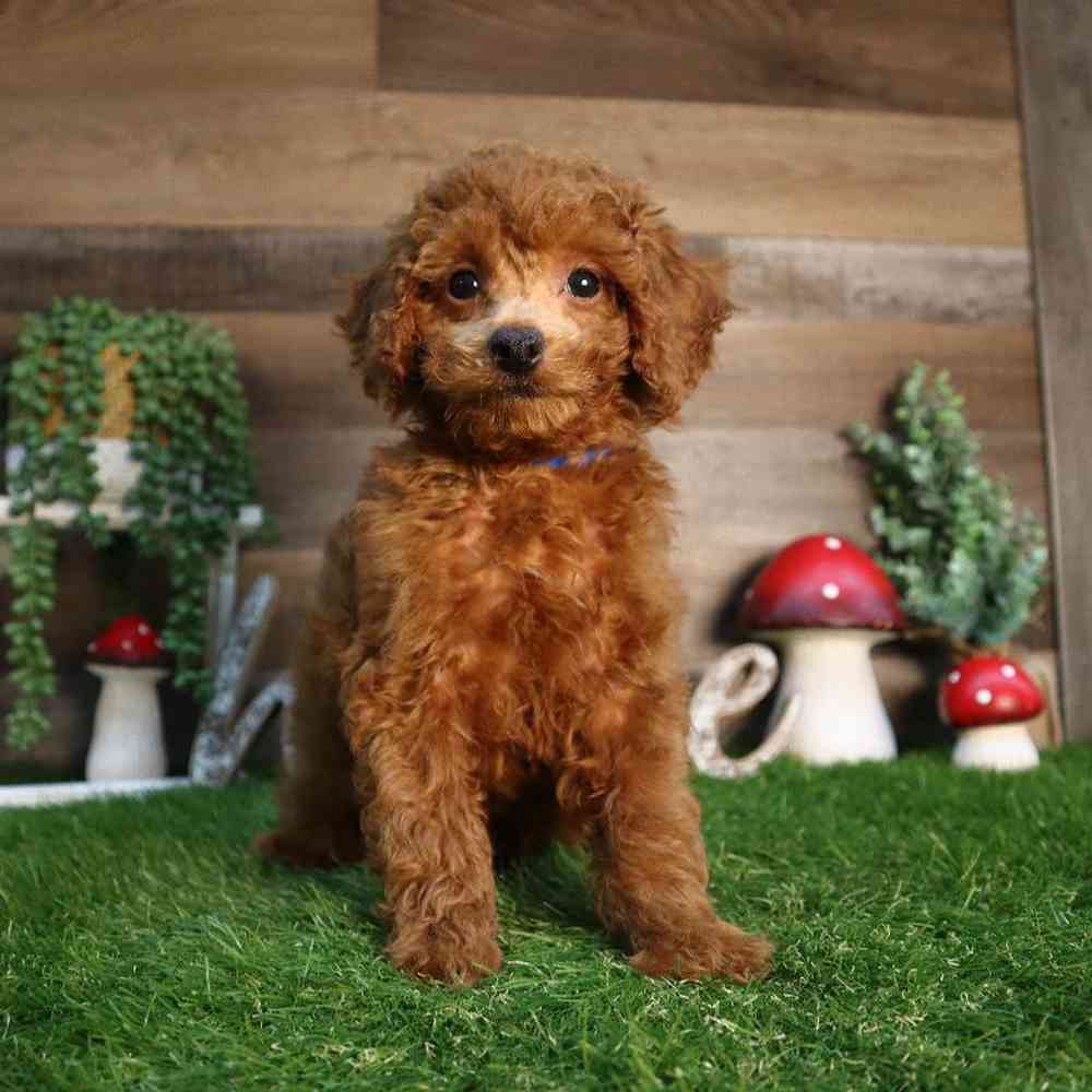 Male Mini Poodle Puppy for Sale in Blaine, MN