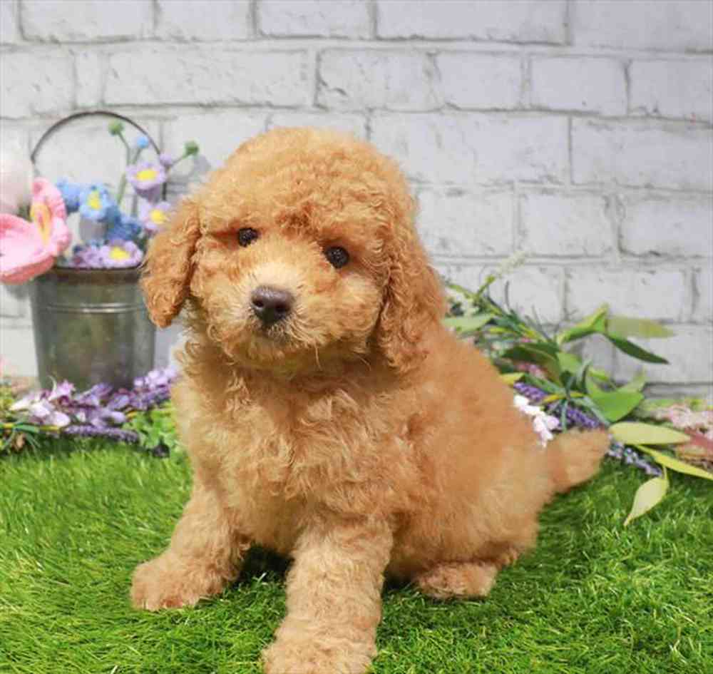 carousel pet images