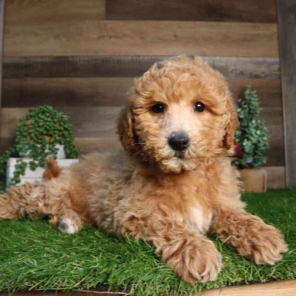 Female Mini Goldendoodle Puppy for Sale in Blaine, MN