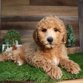 Mini Goldendoodle