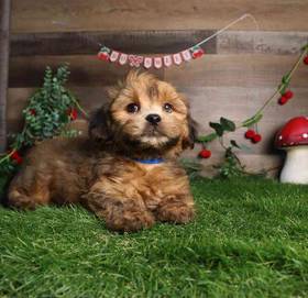 Shorkie