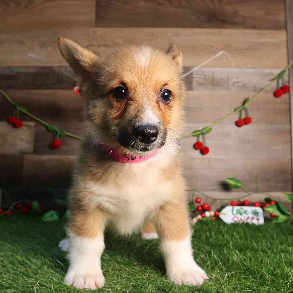carousel pet images