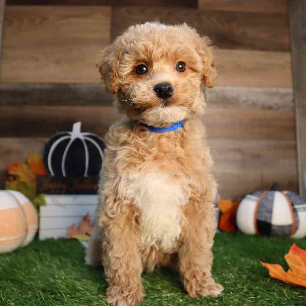Male Mini Goldendoodle Puppy for Sale in Blaine, MN