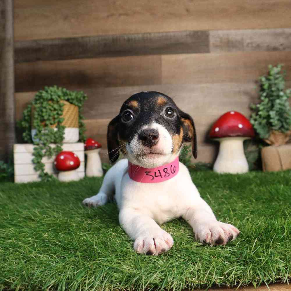 carousel pet images