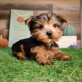 Yorkshire Terrier