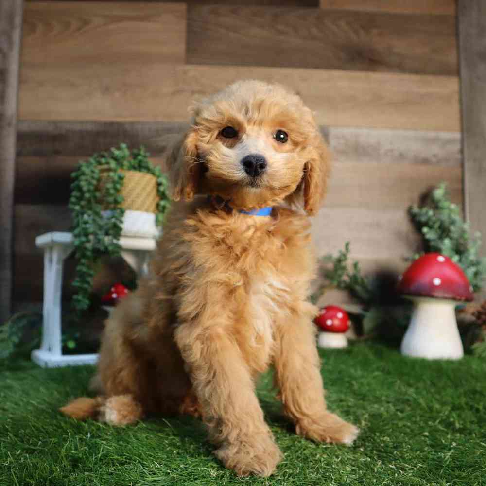 Male Poodle Puppy for Sale in Blaine, MN