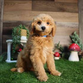 Poodle
