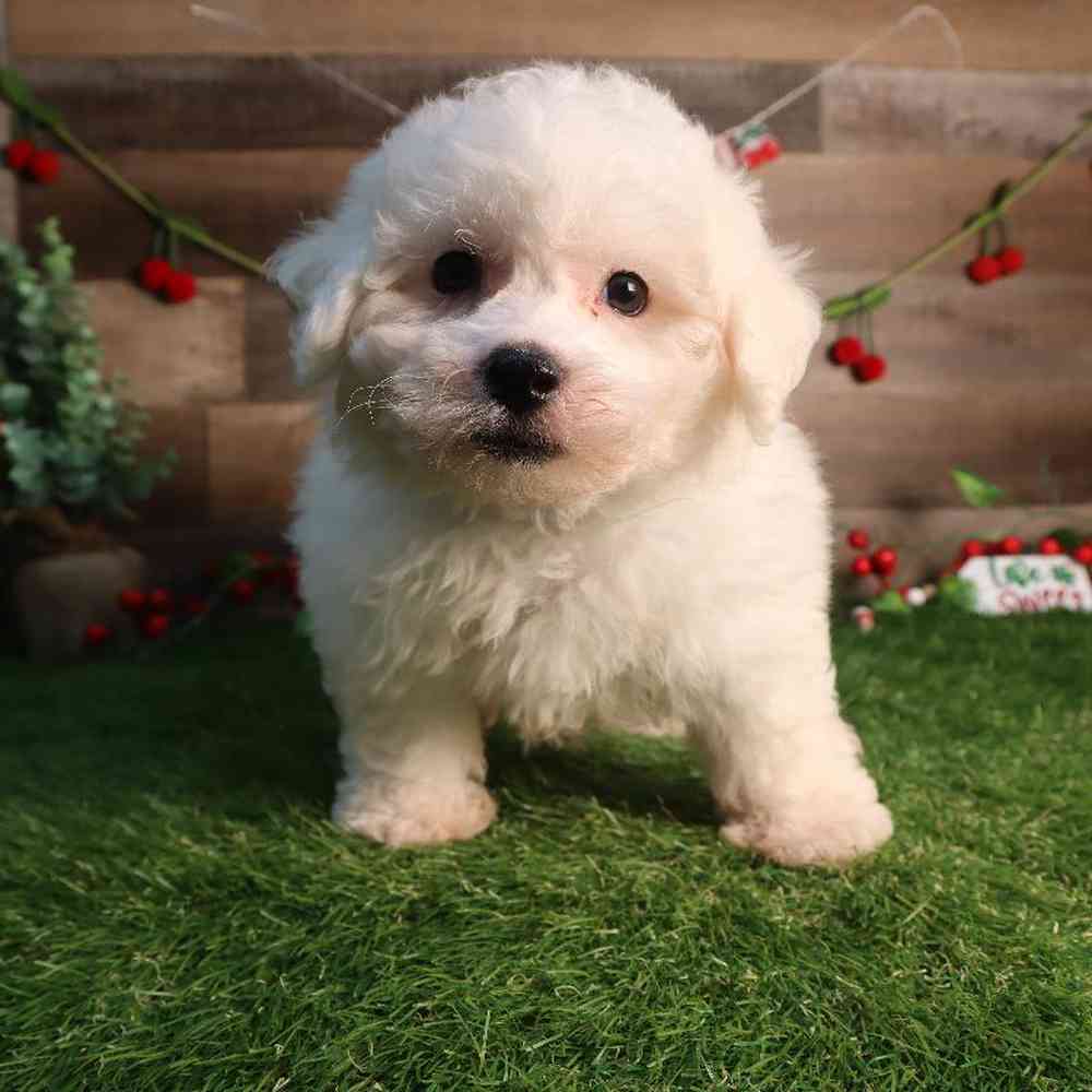 carousel pet images
