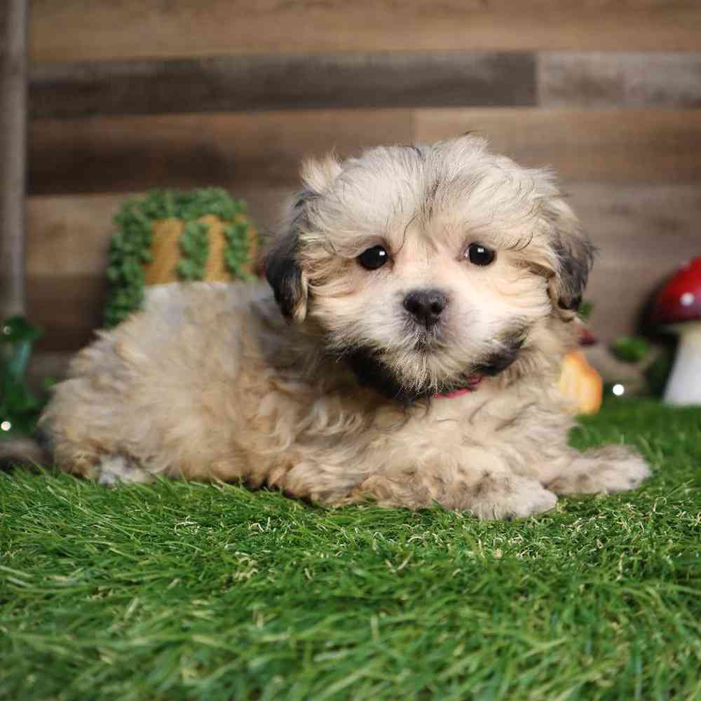 carousel pet images