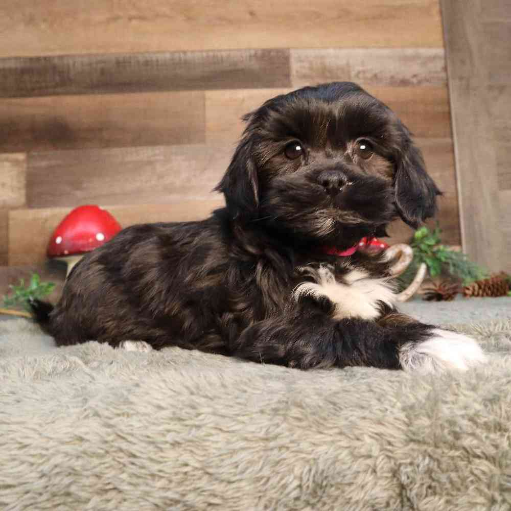 Female Shipoo Puppy for Sale in Blaine, MN