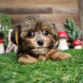 Shorkie