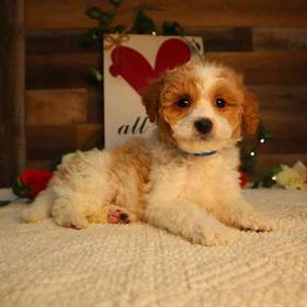 Mini Goldendoodle