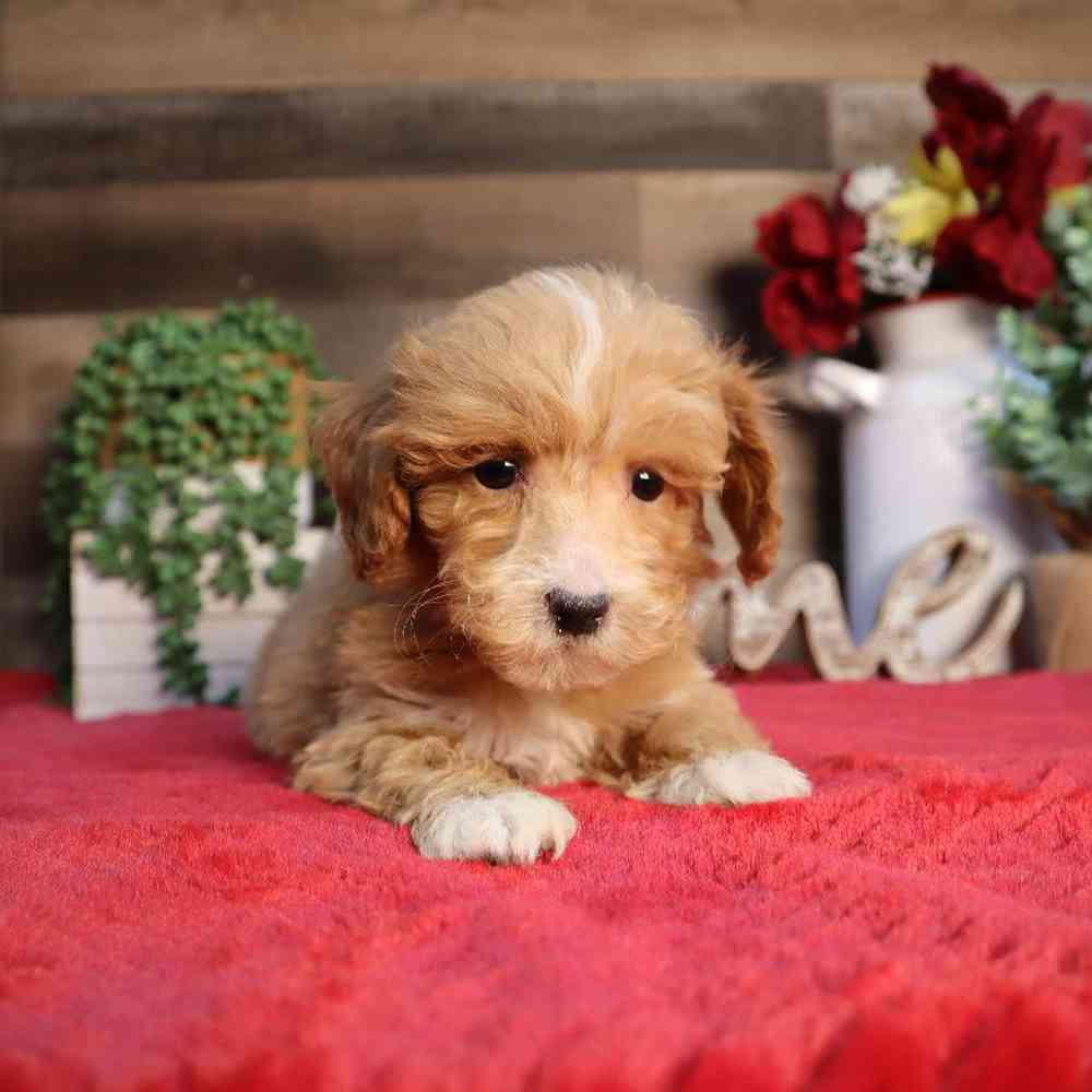 Female Mini Goldendoodle Puppy for Sale in Blaine, MN