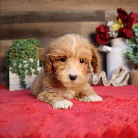 Mini Goldendoodle