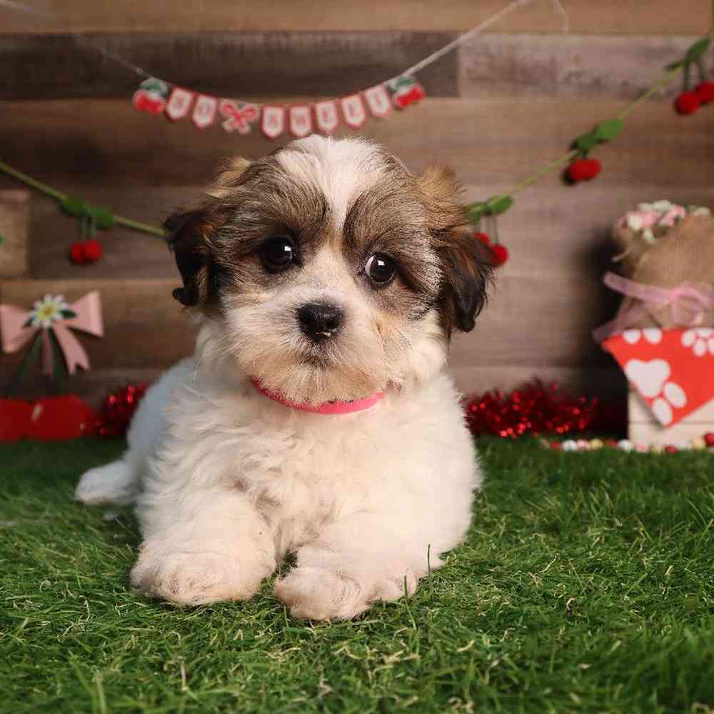 carousel pet images