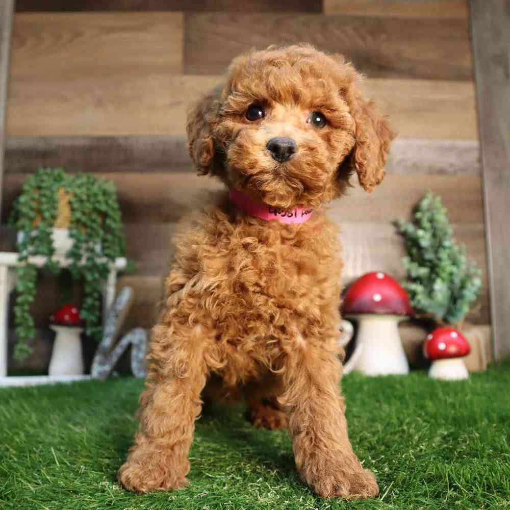 carousel pet images