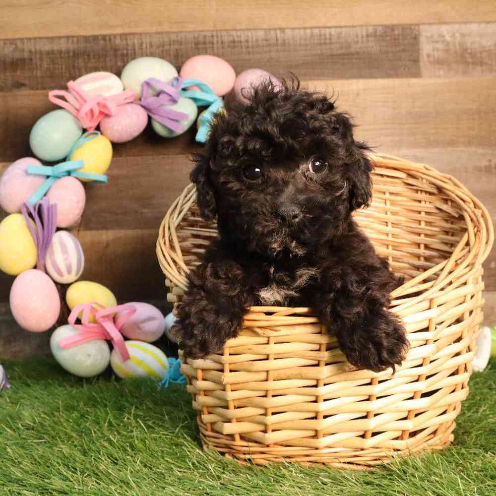 Female Bichon-Poo Puppy for Sale in Blaine, MN