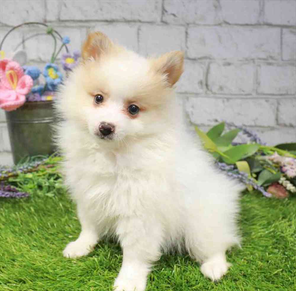 carousel pet images