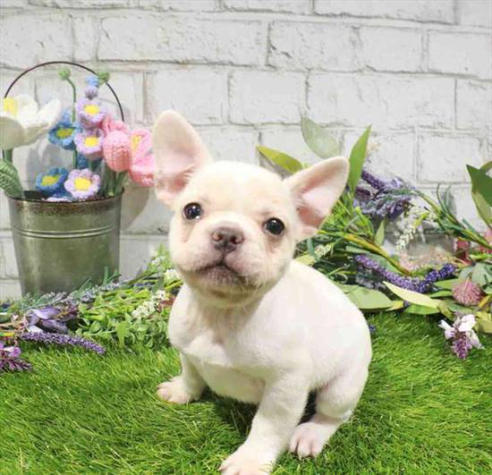 French Bulldog