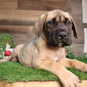 Mastiff
