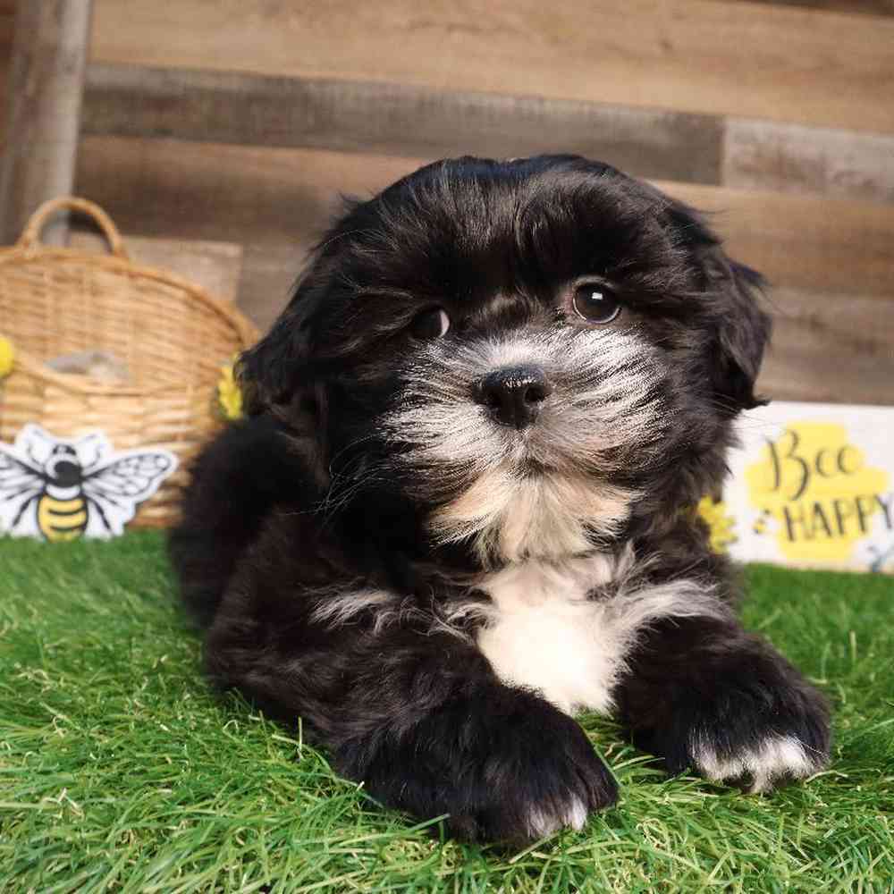 carousel pet images