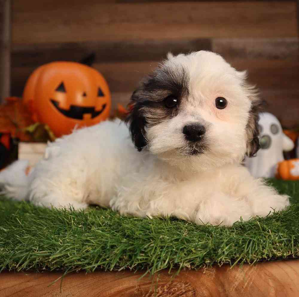 Female Teddy Bear Puppy for Sale in Blaine, MN