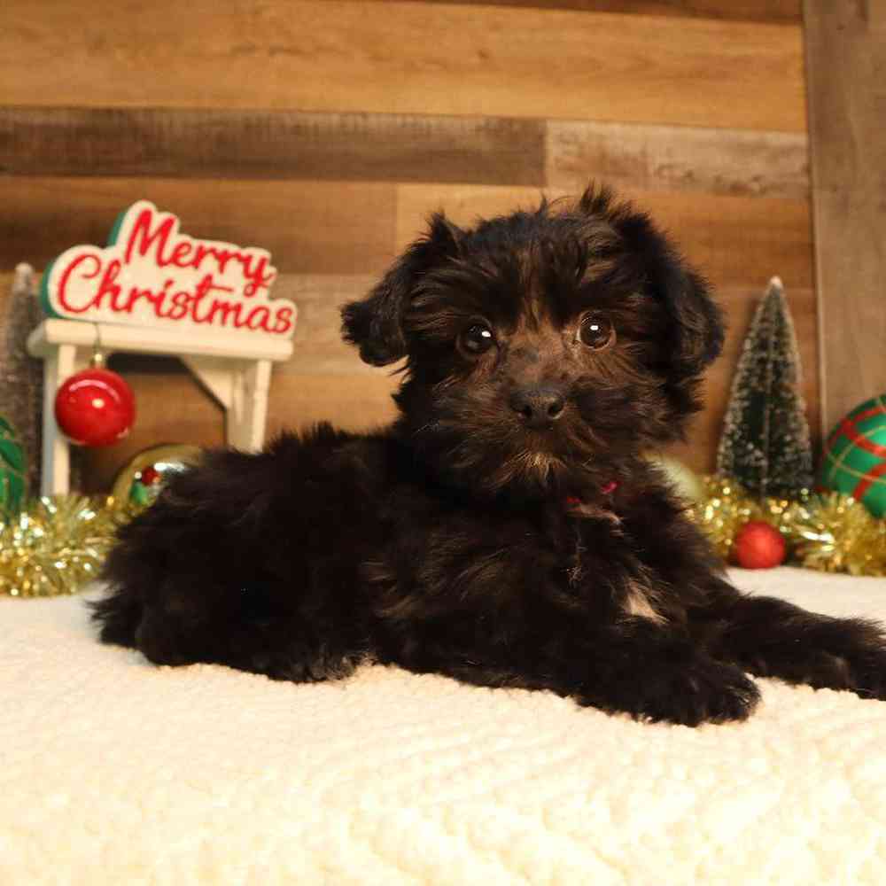 Female Yorkie-Poo Puppy for Sale in Blaine, MN