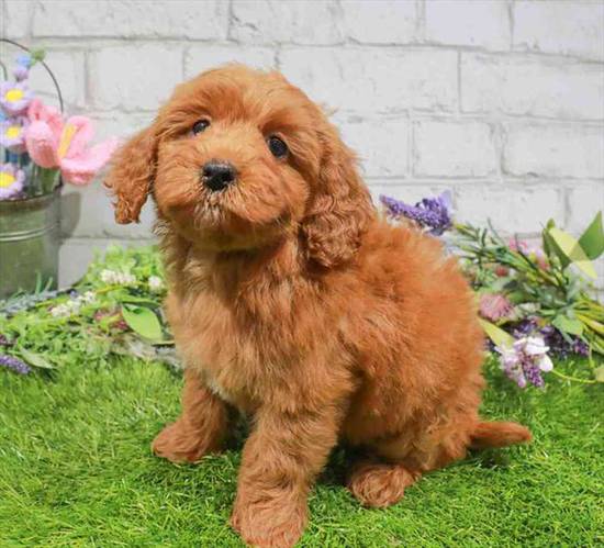 Mini Goldendoodle 2nd Gen
