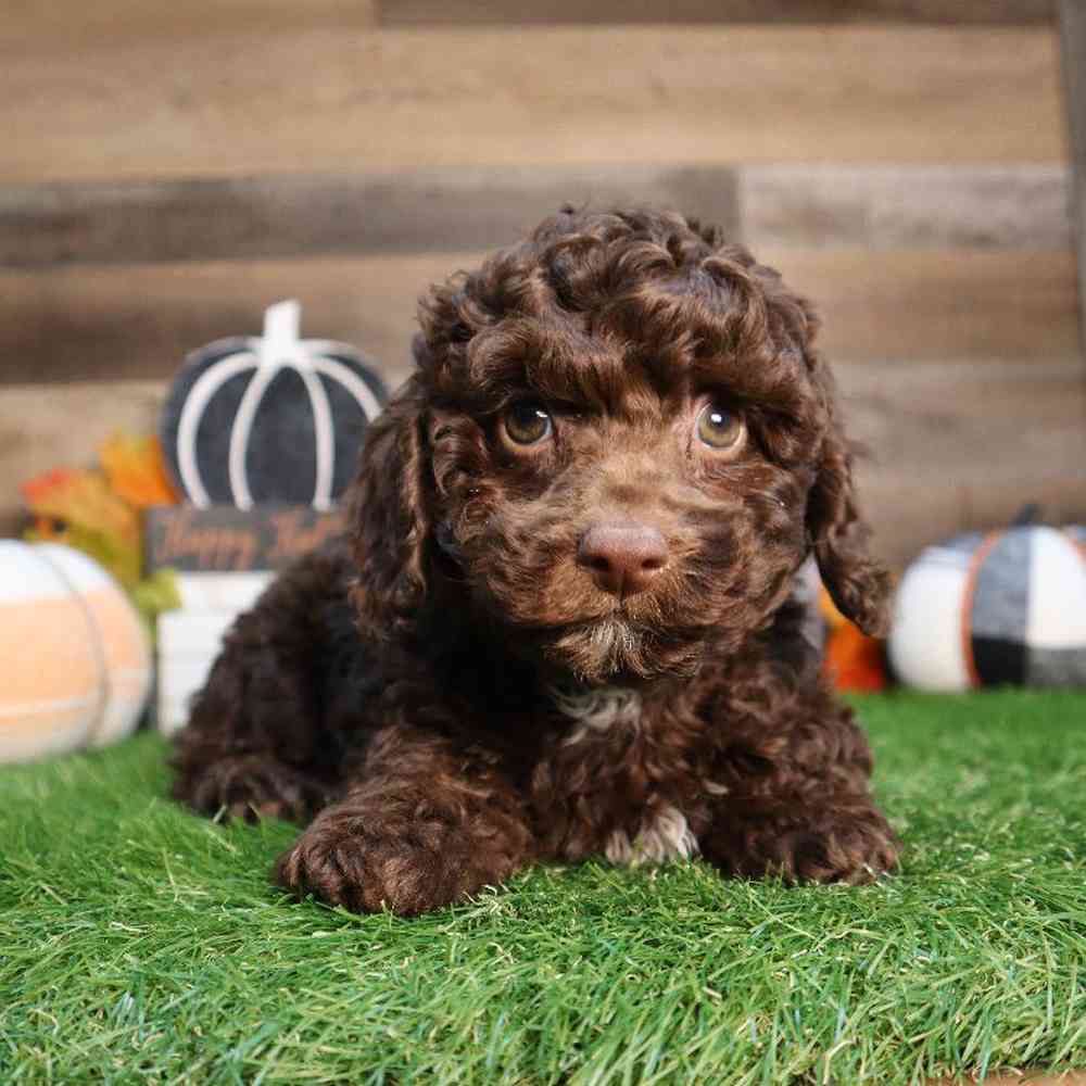 Male Mini Poodle Puppy for Sale in Blaine, MN