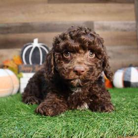 Mini Poodle