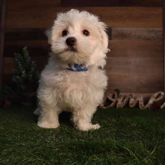 Marshmellow