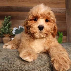 Mini Poodle