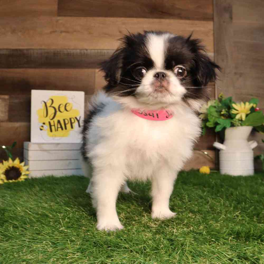 Female Japanese Chin Puppy for Sale in Blaine, MN