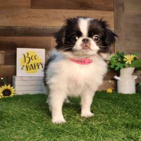 Japanese Chin
