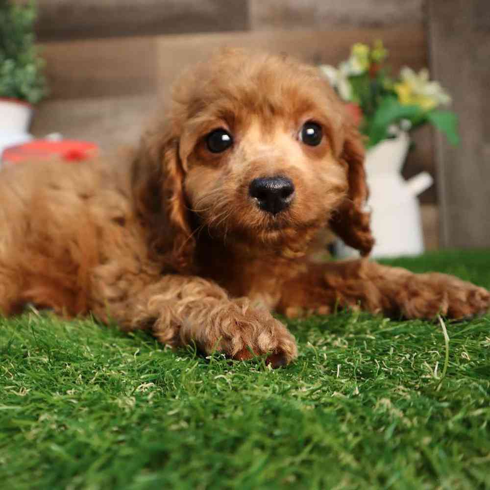Image of a pet breed in the gallery