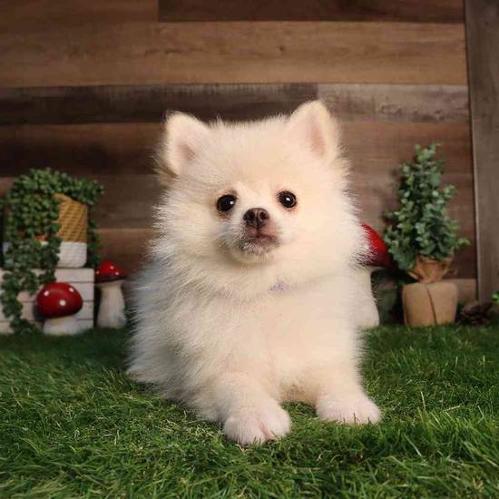 Snow Ball