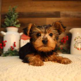 Yorkshire Terrier