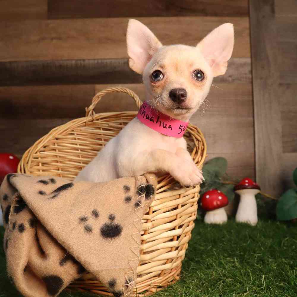 Image of a pet breed in the gallery
