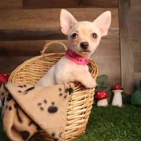 Chihuahua