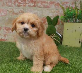 Cavachon