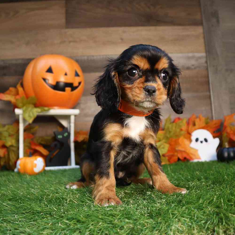 Male Cavalier King Charles Spaniel Puppy for Sale in Blaine, MN