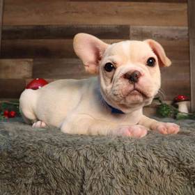 French Bulldog