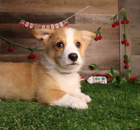 Pembroke Welsh Corgi