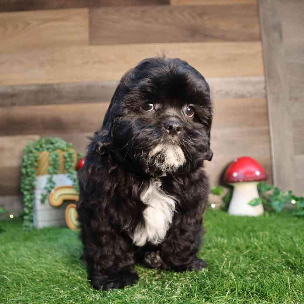 carousel pet images